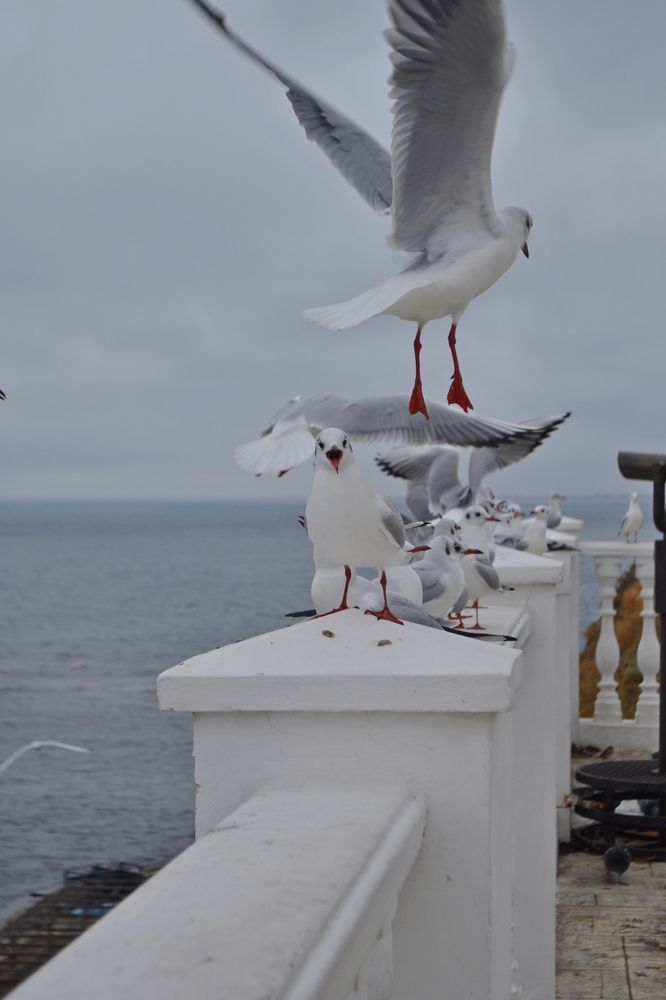 Photograph by Евгения Гуцан