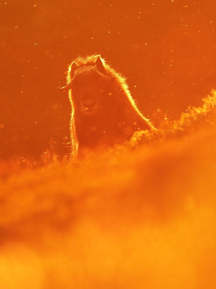 Photograph by Lubomir Novak