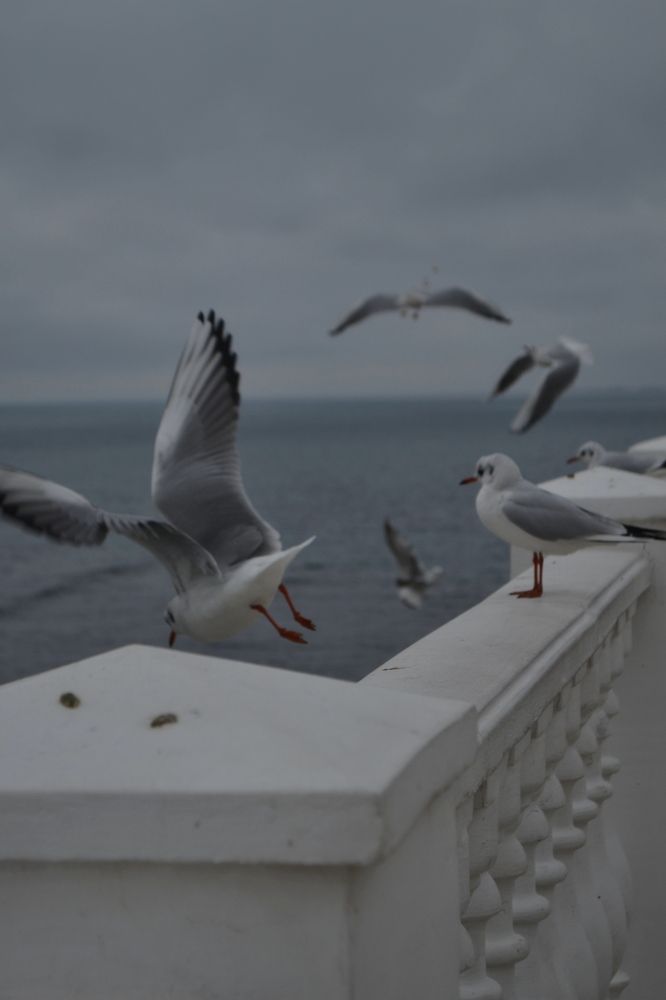 Photograph by Евгения Гуцан