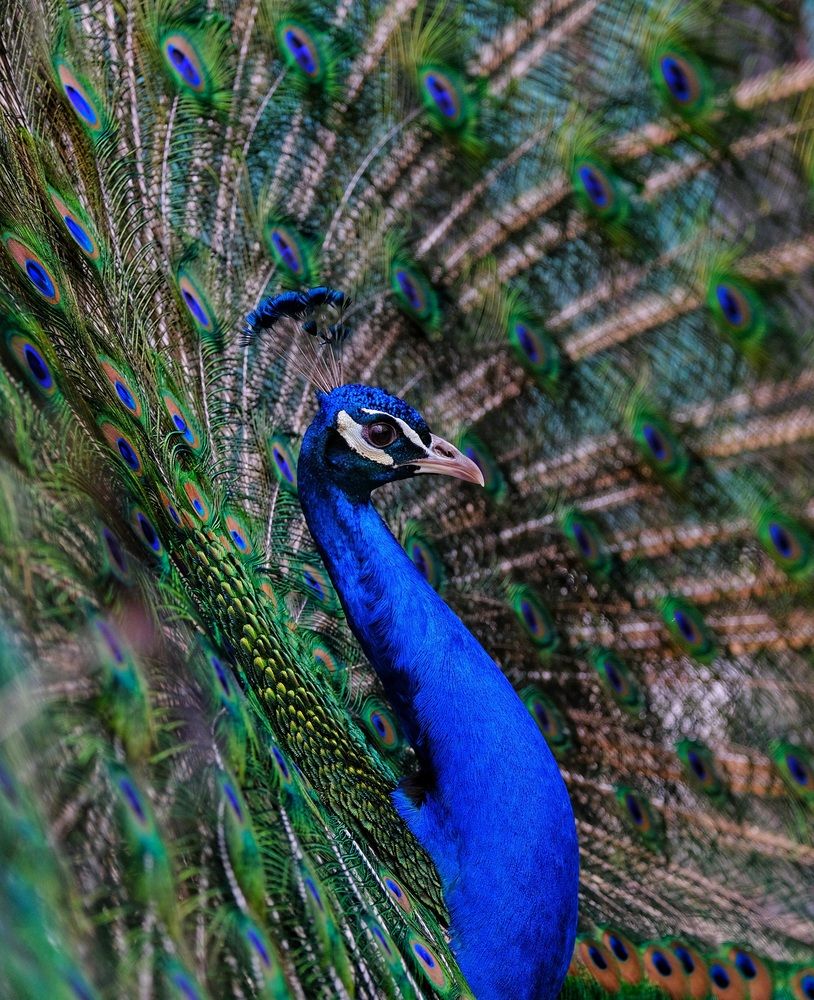 Photograph by Татьяна Глебова