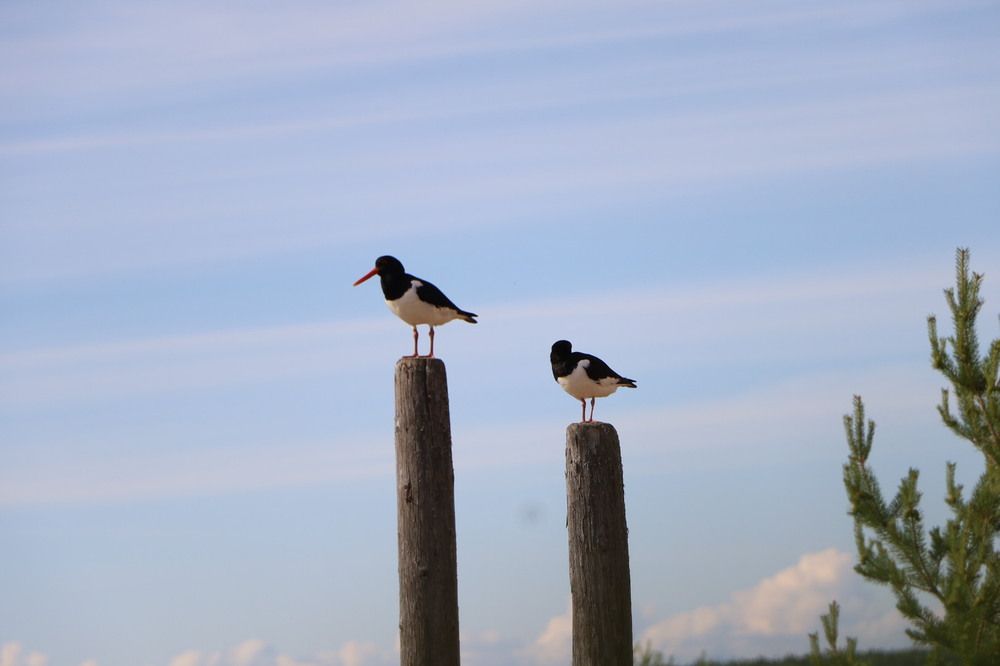 Photograph by Елена Клементьевская