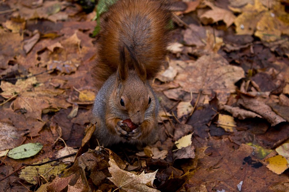 Photograph by Ирина Савостикова