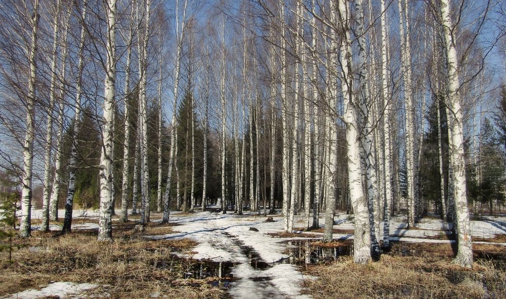 Photograph by Владимир Перминов