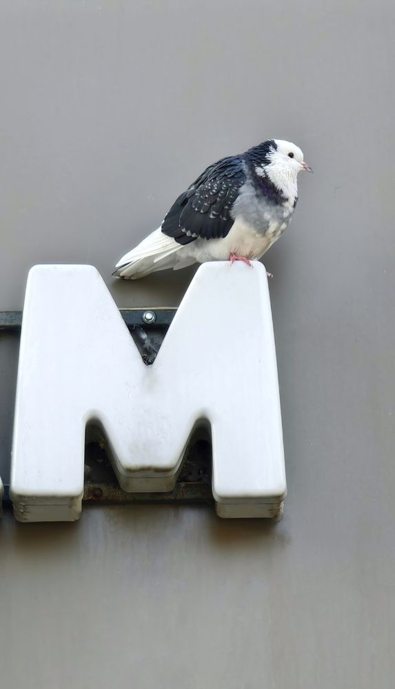 Фотография автора Светлана Зимина