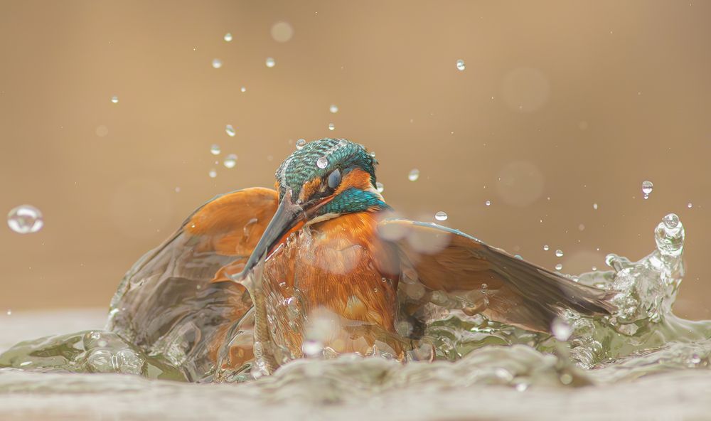 The "blue bird of happiness" is a Kingfisher