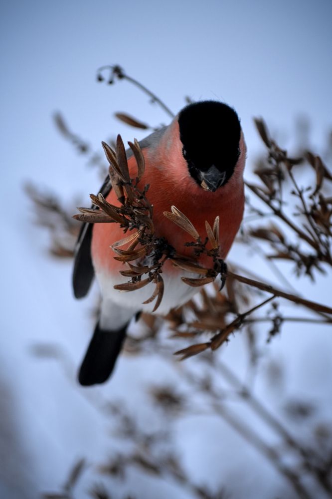 Фотография автора Агапова Арина