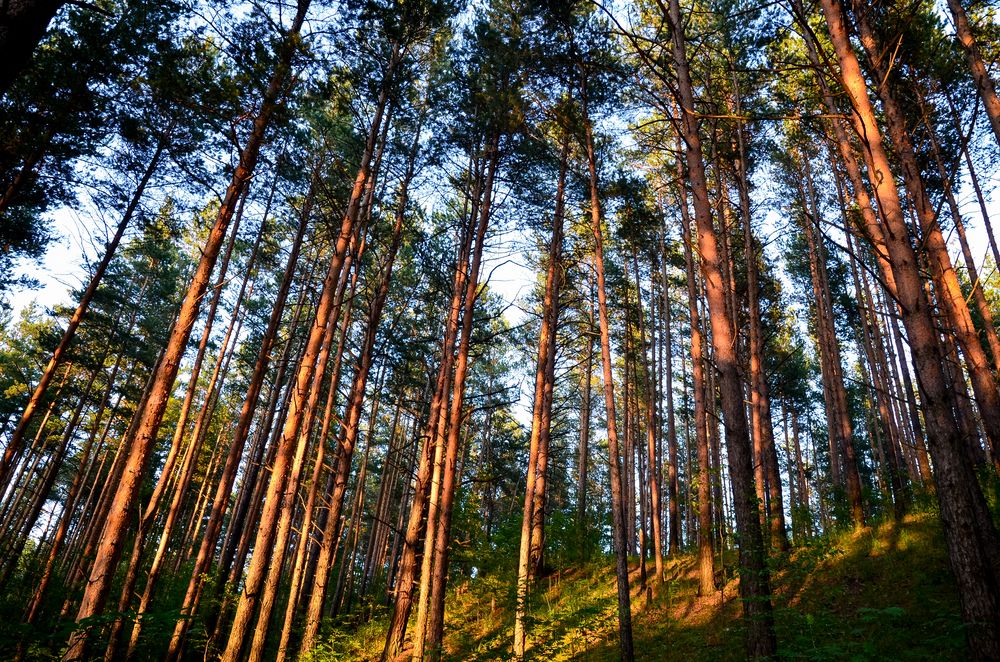 Фотография автора Агапова Арина