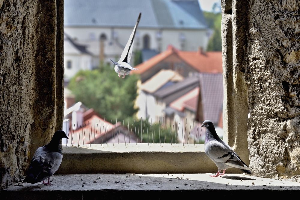 Photograph by Milan Cernak