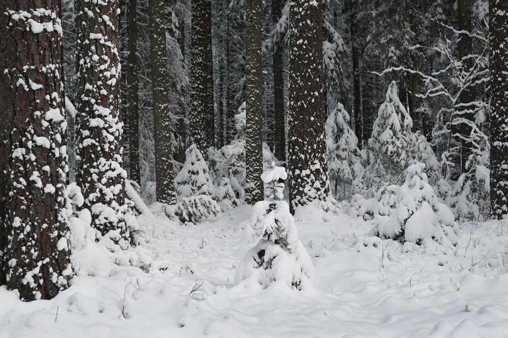 Photograph by Aušrinė Bui