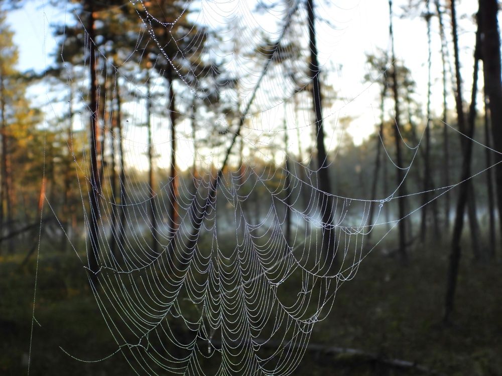 Photograph by Александр Шаварин