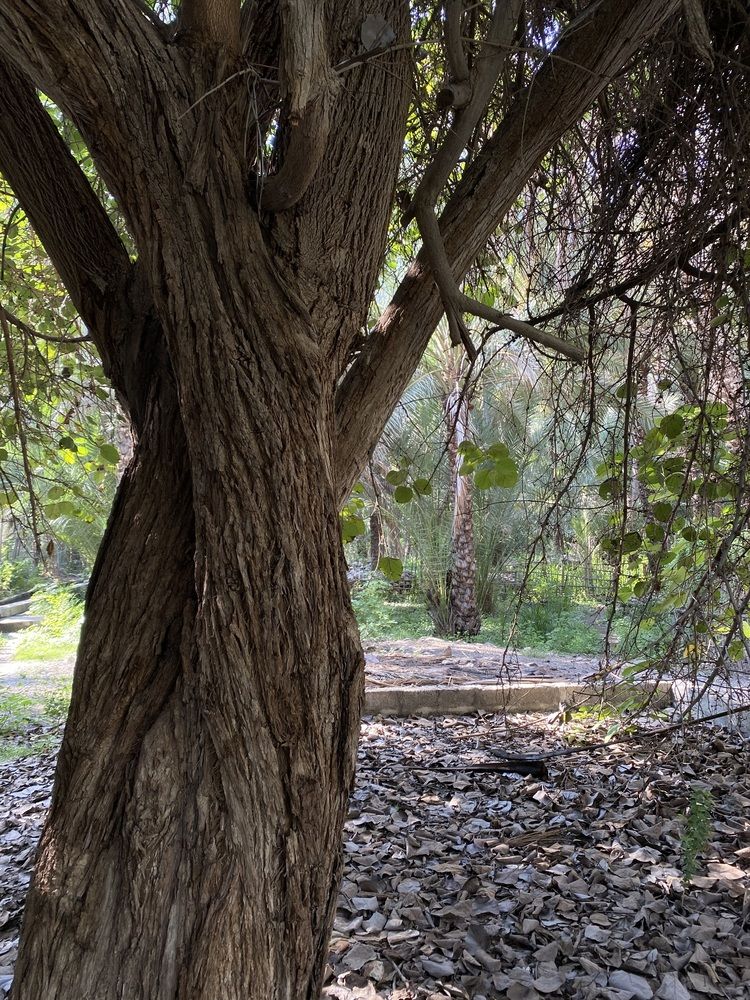 Photograph by Waleed Yousuf Alwahaibi