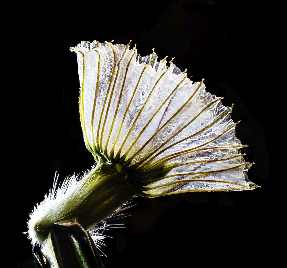 Photograph by Silvia Marcos