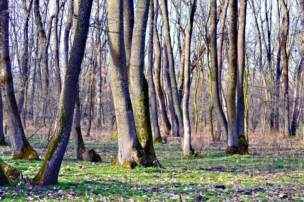 Мартовский лес