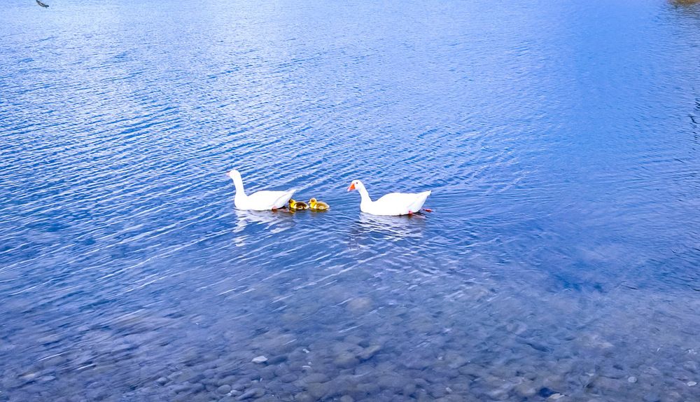 Οικογένεια