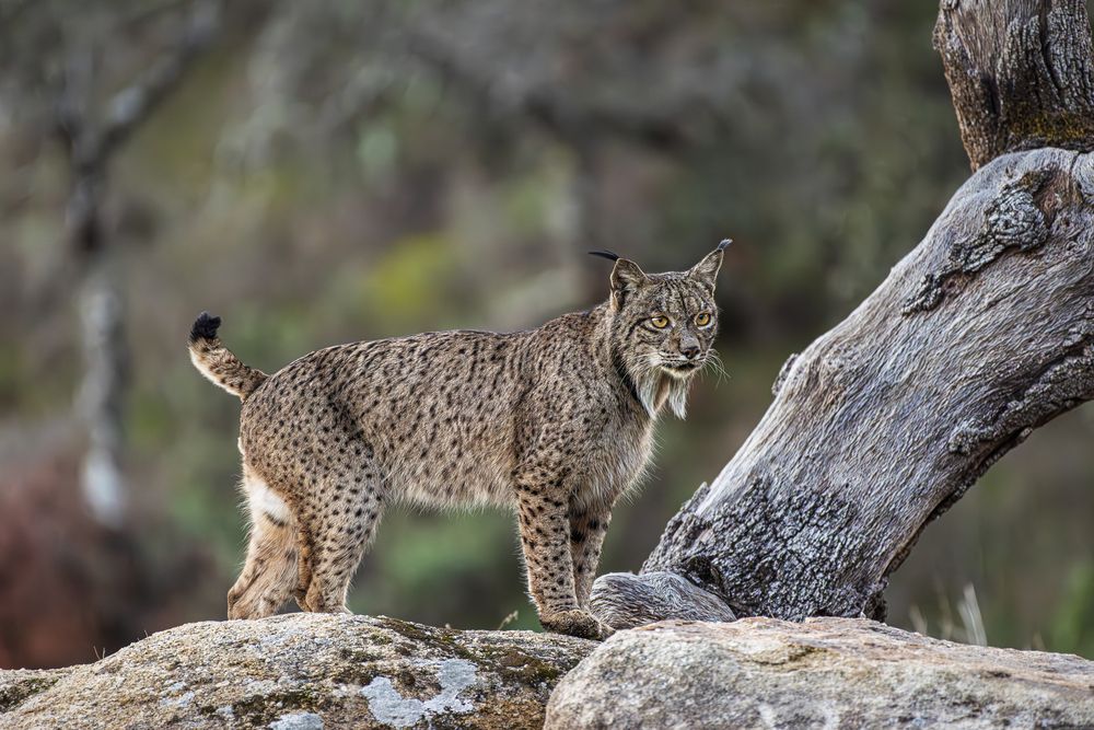 Фотография автора Paolo Barbarini
