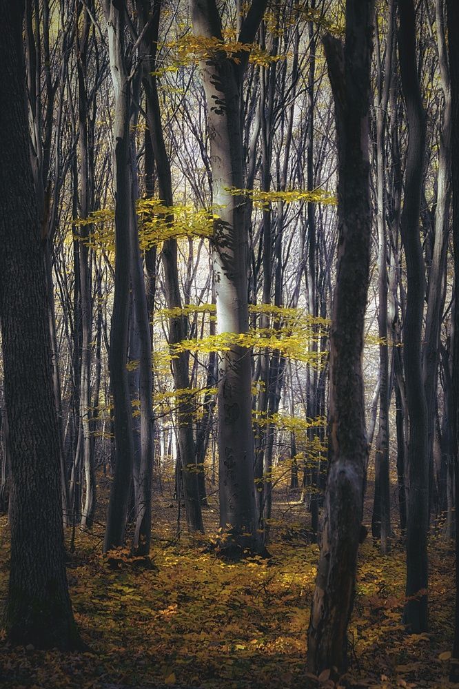 Фотография автора Юлияна Стоянова