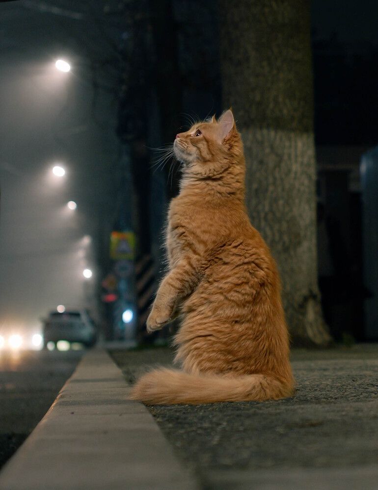 The Night Watchman