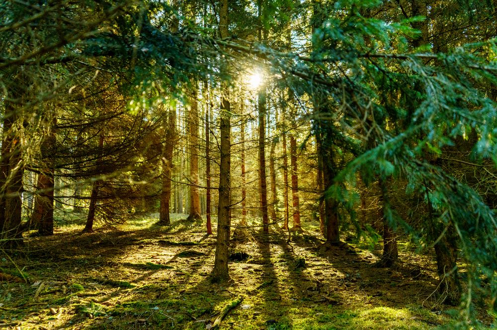 Photograph by Luis Francisco Bravo Olazabal