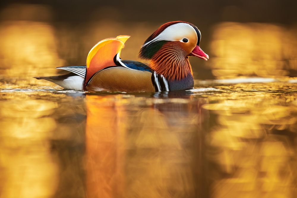 Photograph by Tímea Ambrus