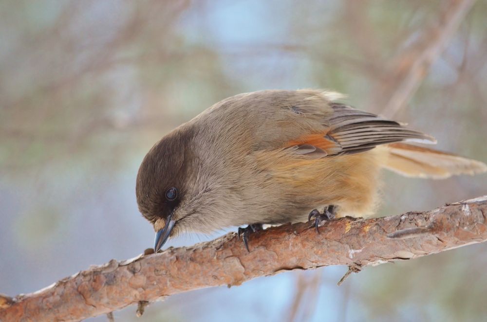 Кукша в Загородном парке