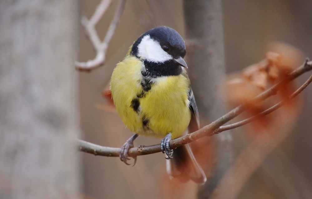 Синица позирует