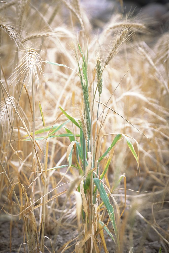 Photograph by Nemah Naji