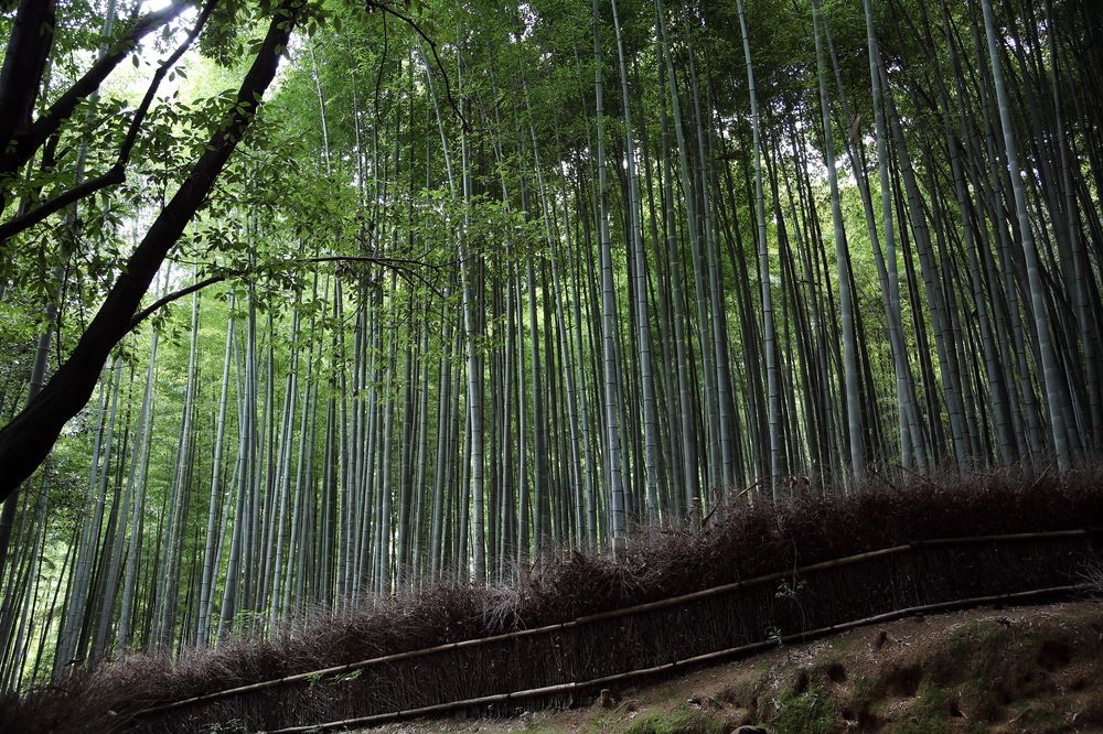 Photograph by Игорь Павель