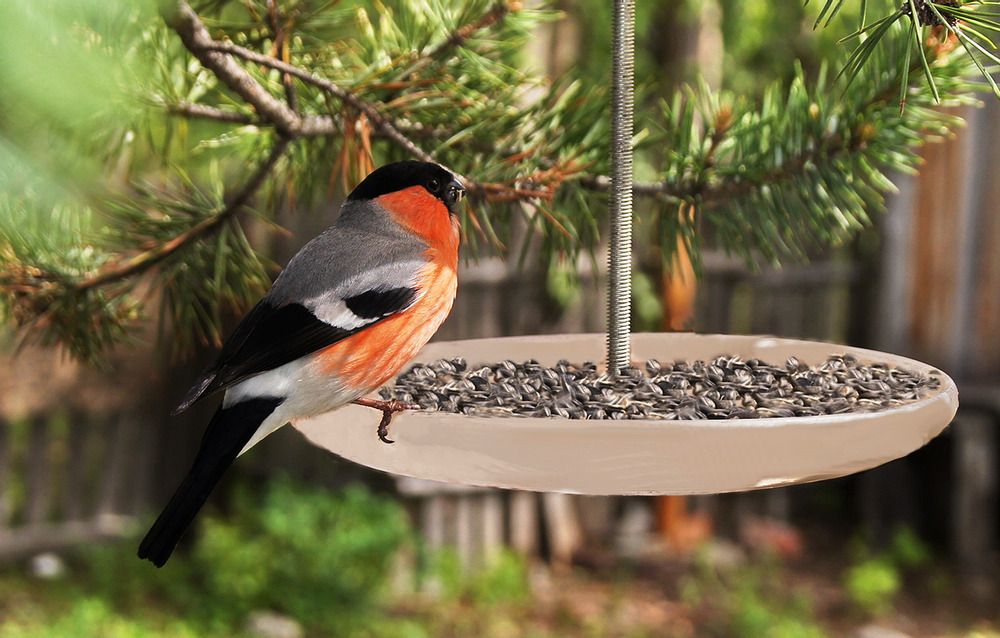 Фотография автора Ирина Кухарчук