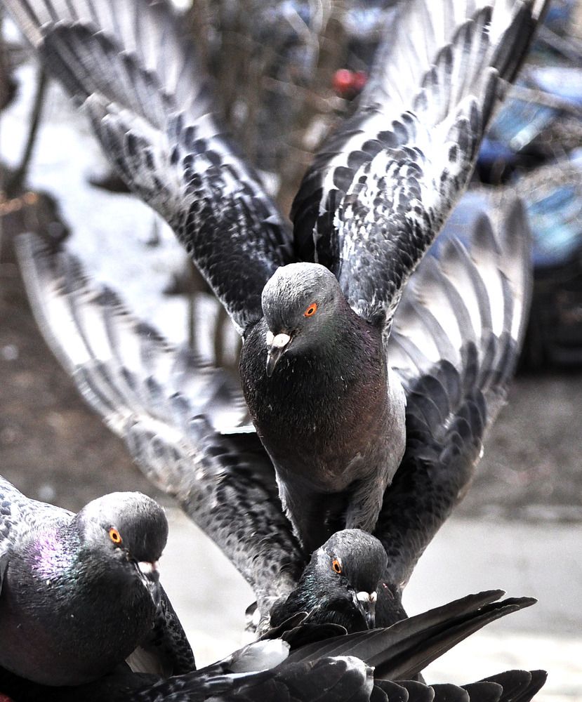 Взмах ее крыла.