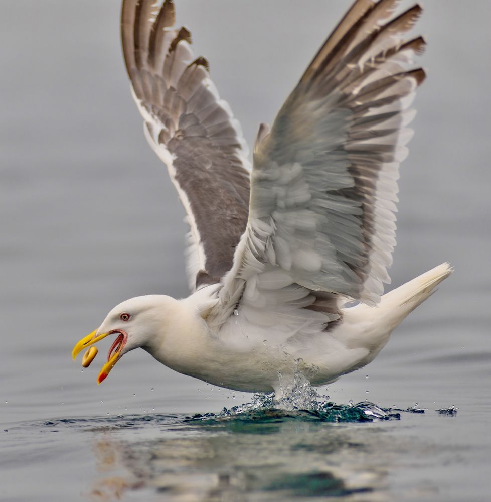 Фотография автора Алексей Симонов