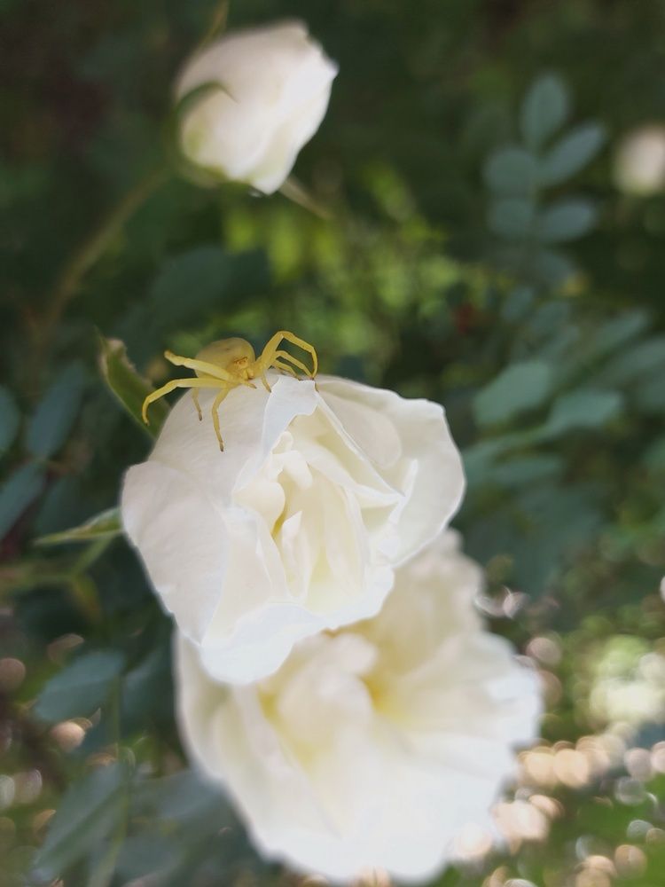 Photograph by Елена Ельчанинова