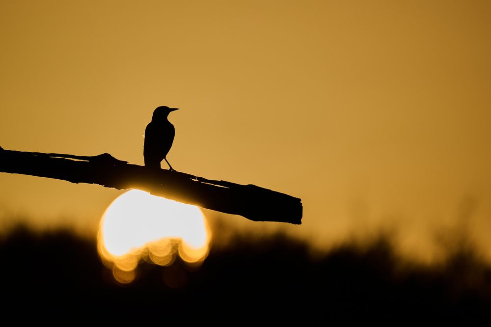 Photograph by Alexander Martin