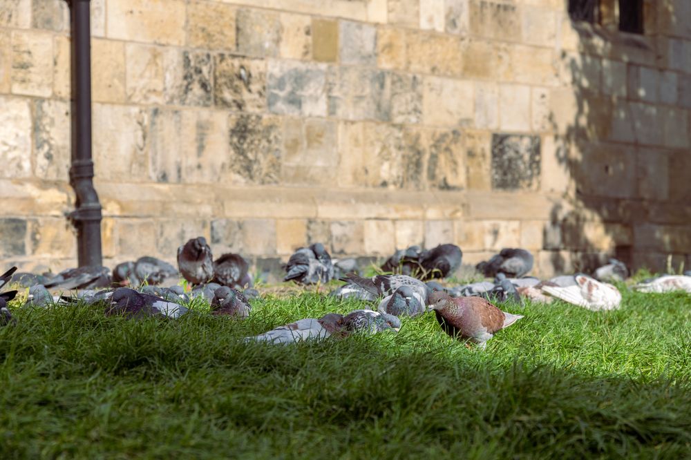 Фотография автора Alexander Pakhomov