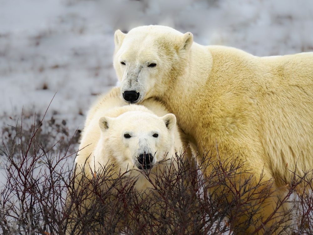 Фотография автора CHERYL CRUMM