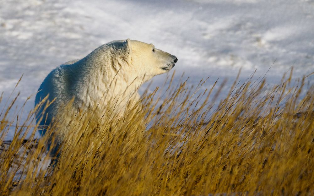 Фотография автора CHERYL CRUMM