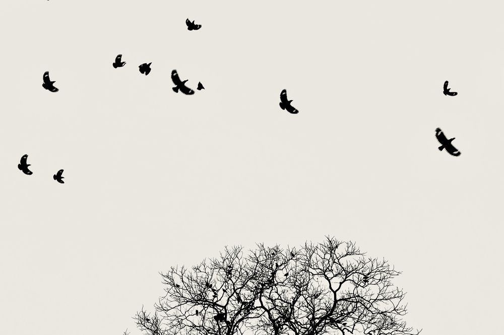 Фотография автора BIPLAB MISRA