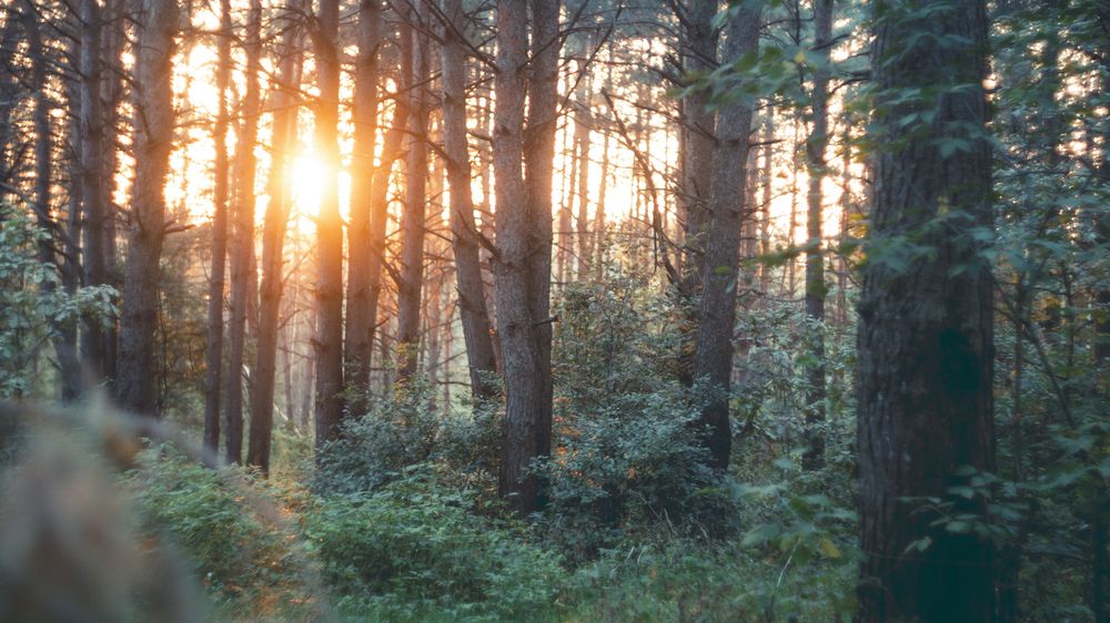 Photograph by Алексей Жариков