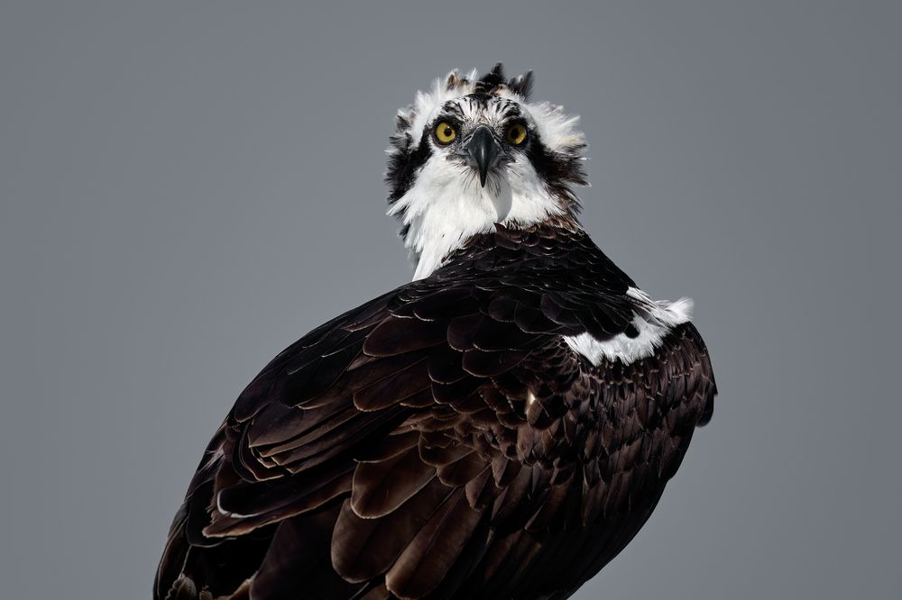 Фотография автора Pedro Debeche