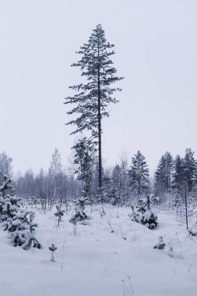 Photograph by Алексей Жариков