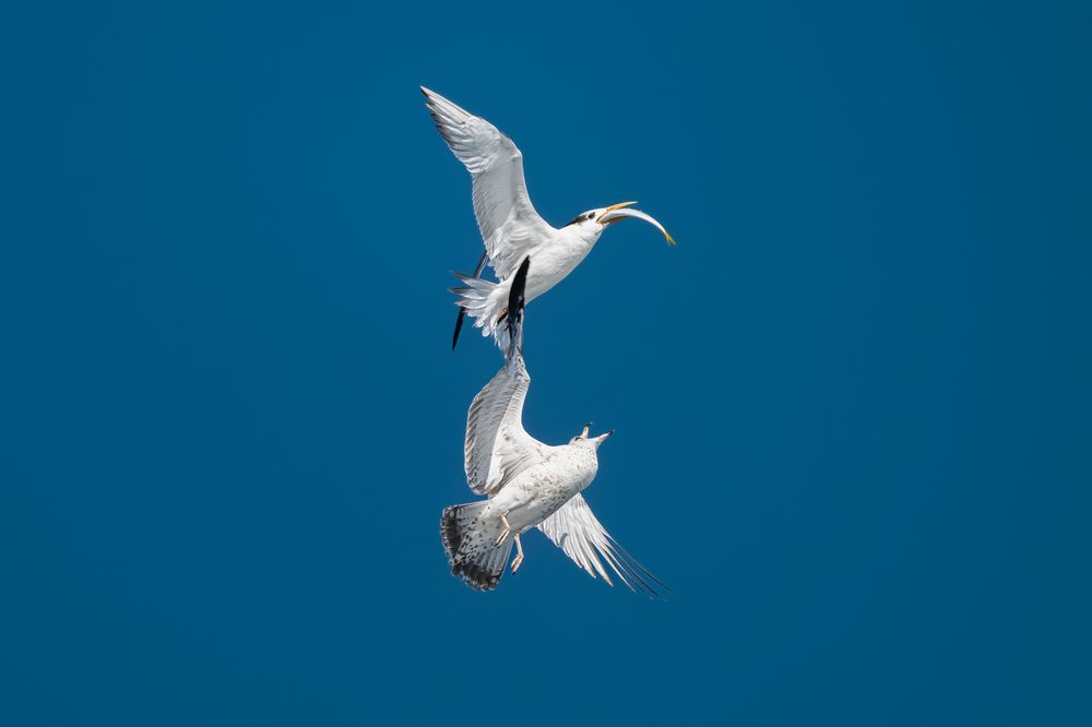 Фотография автора Pedro Debeche