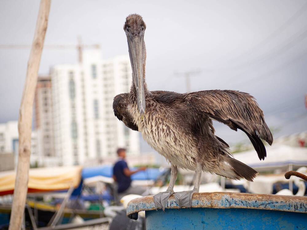 El pelicano capitan de la lancha