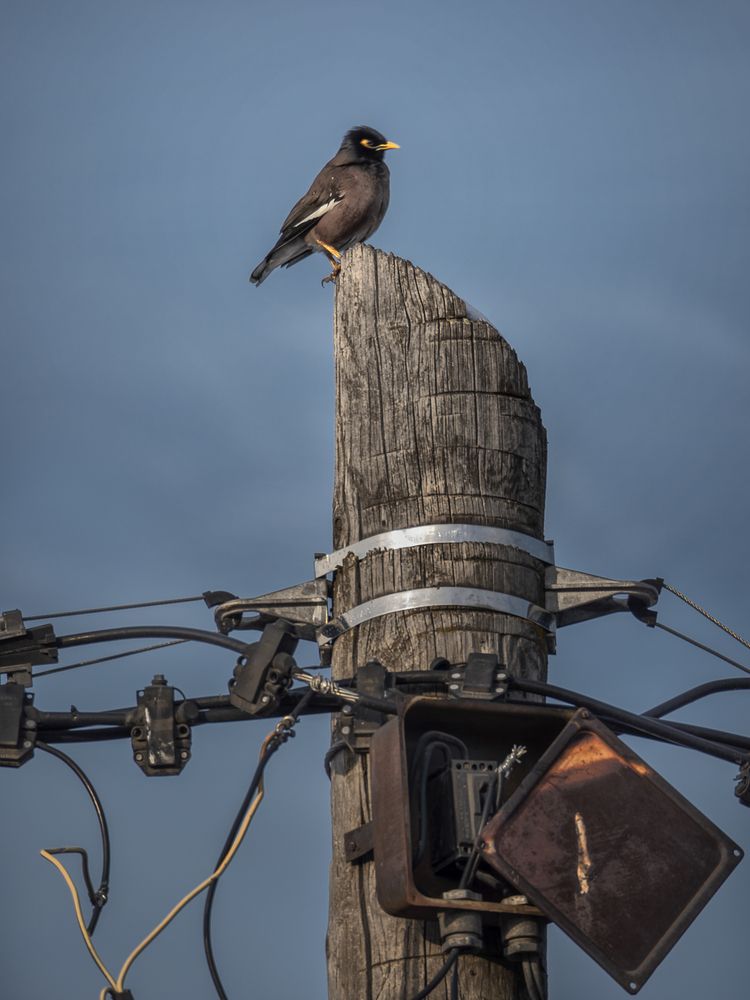 Фотография автора Илья Копелиович
