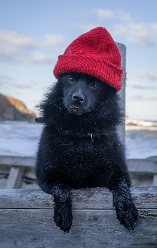 Шкипер Тип-Топ