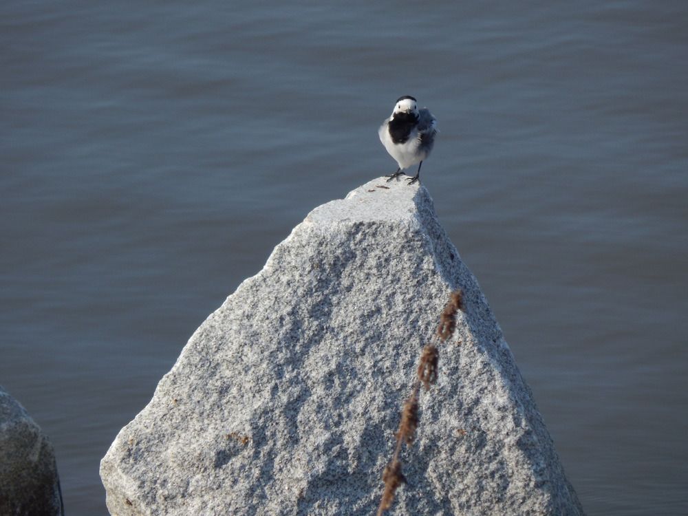 Фотография автора Ирина Моршинина