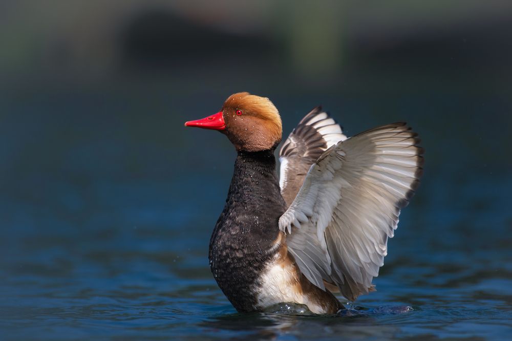 Photograph by Himangshu Das