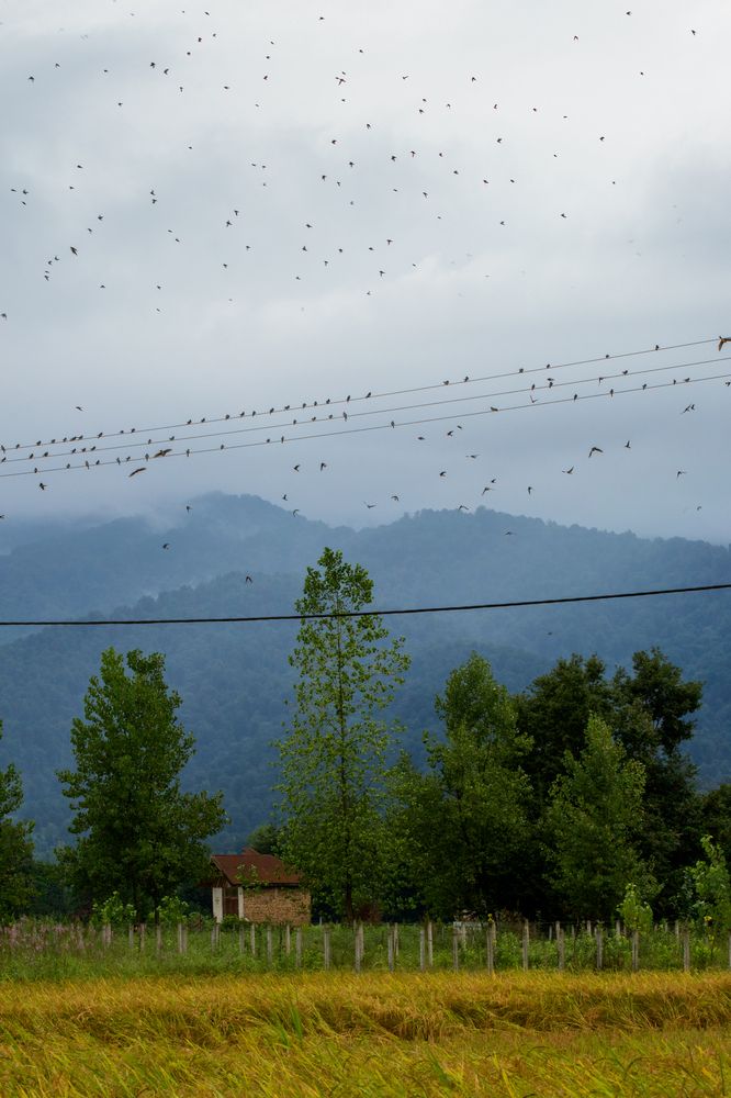 Photograph by Amir Negaresh