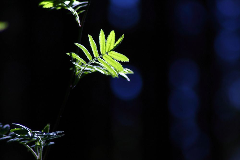 Photograph by Елена Наленч