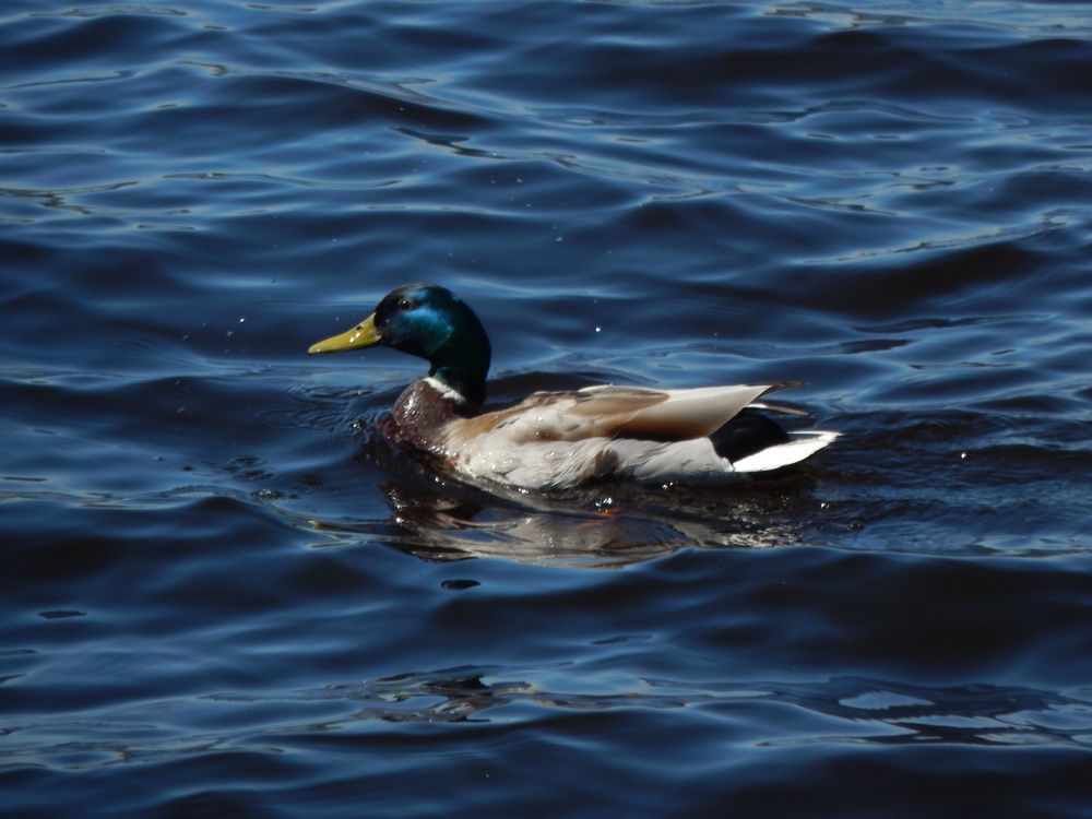 Фотография автора Ирина Моршинина