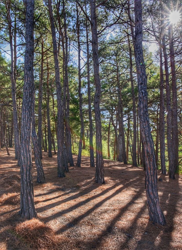 Photograph by Vasilisa the Beautiful