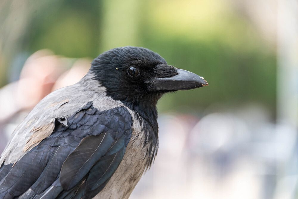 Photograph by Vladimir Bragilevsky